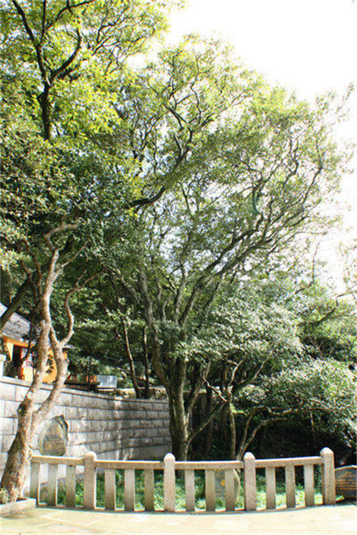 ���������x(ch��ng)���x(ch��ng)�����o(h��)�Ř�(sh��)��ľ